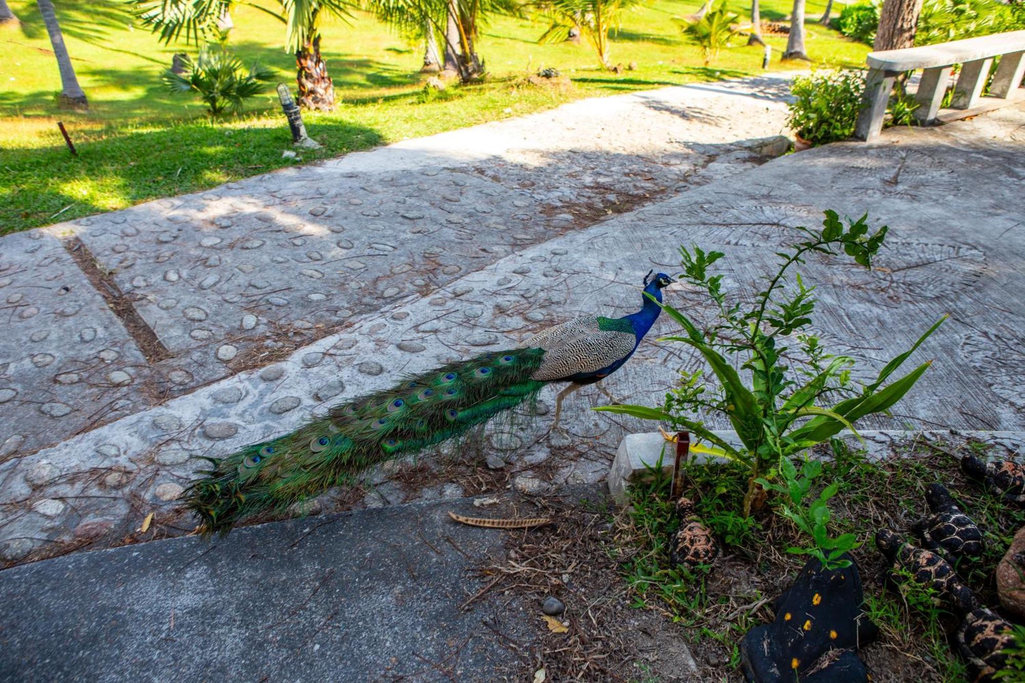 Ban Raya Resort And Spa Ko Racha Yai Eksteriør bilde